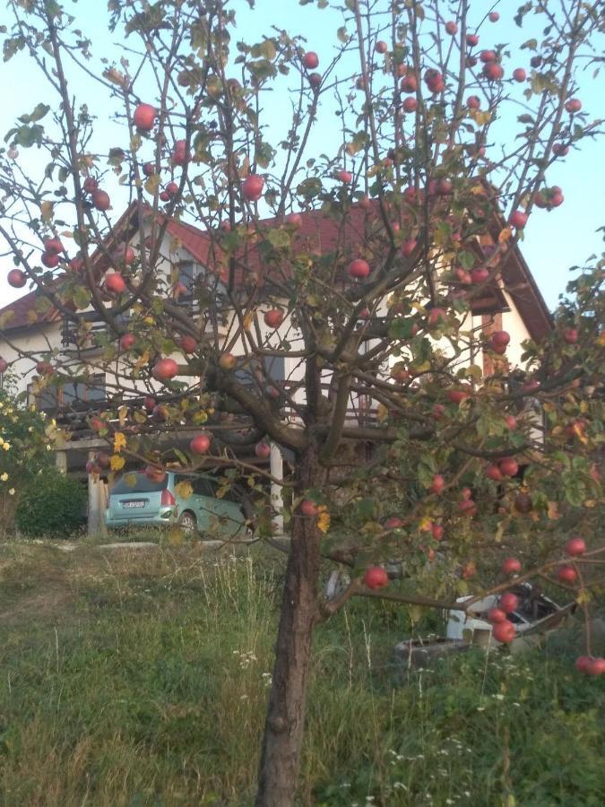 Vis Pension Viile Satu Mare Exterior photo